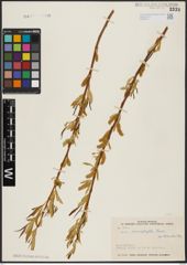 Foto von Salix acmophylla Boiss.